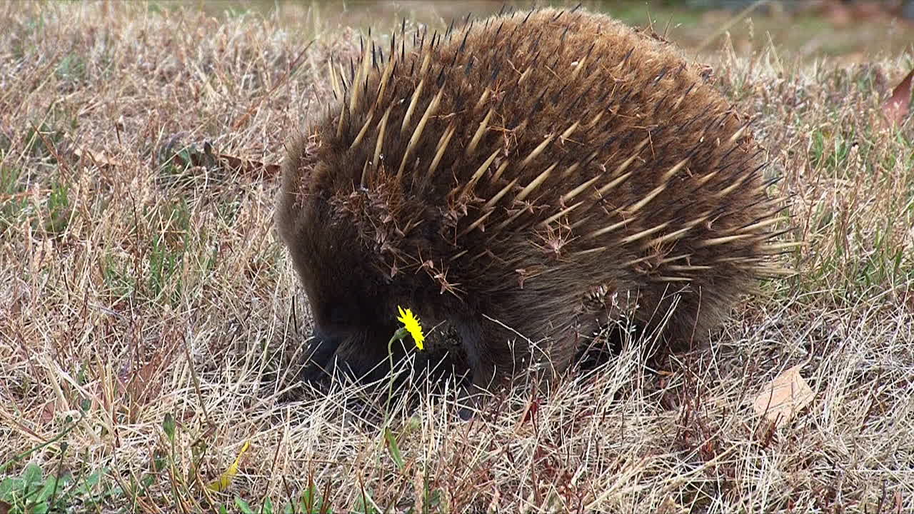 primer plano de un oso hormiguero australiano forrajeando en la hierba 3