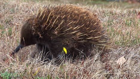 Close-up-of-an-Australian-anteater-foraging-in-the-grass-3