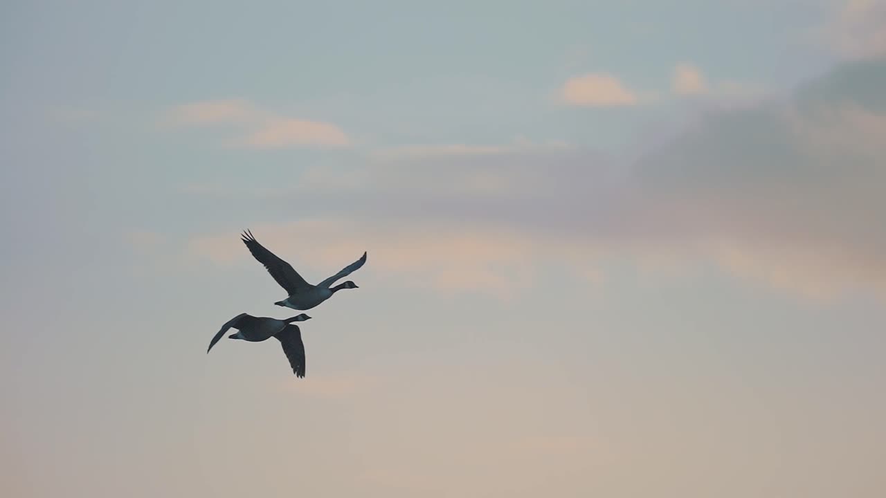 부드러운 주황색 하늘을 날아다니는 짝짓기 한 쌍의 기러기, 추적 샷