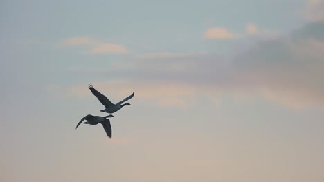 Mating-pair-of-geese-flying-across-soft-orange-coloured-sky,-tracking-shot