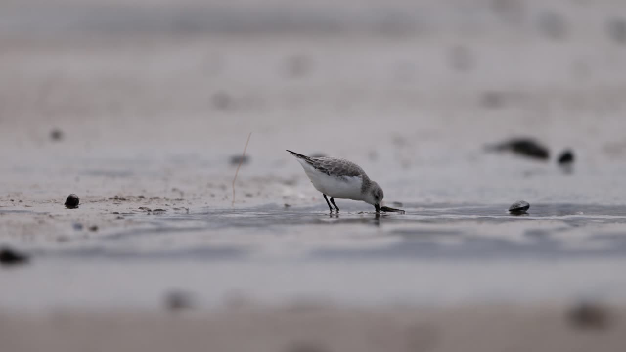 해변 에서 먹이 를 먹는 눈 어리