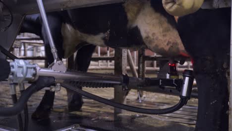 Milking-robot-working-on-the-udders-of-a-cow
