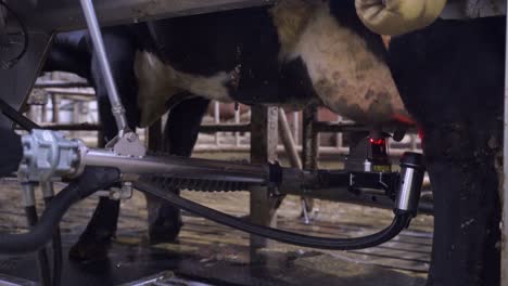 milking robot working on the udders of a cow