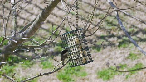 Carbonero-De-Carolina-En-Un-Comedero-Para-Pájaros-De-Sebo-Durante-El-Final-Del-Invierno-En-Carolina-Del-Sur