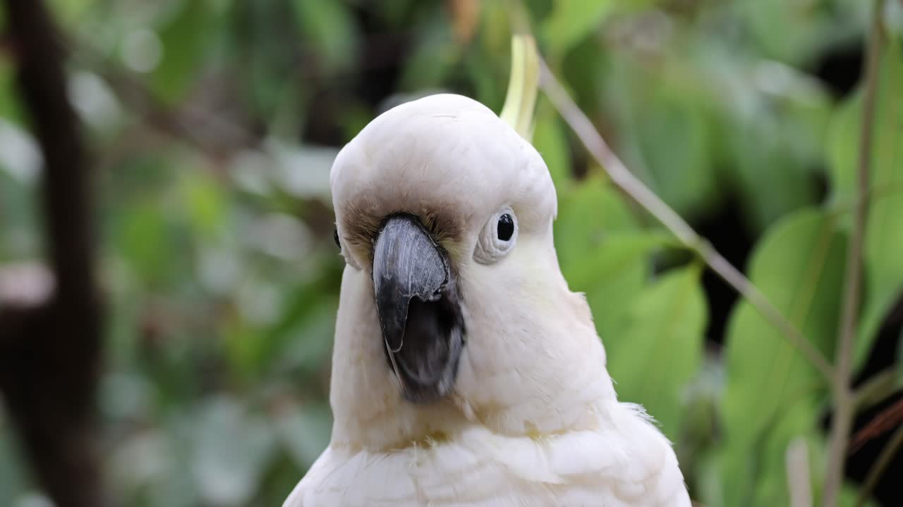 cacahuete mostrando varias expresiones en su hábitat natural