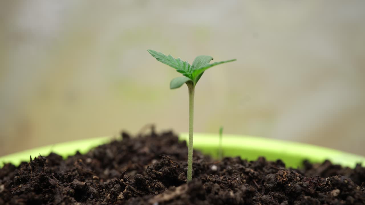 Brote verde de marihuana creciendo en una maceta, primer plano.