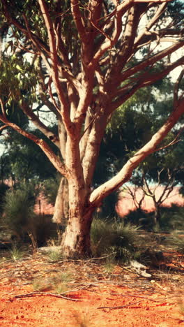 tree in the australian outback