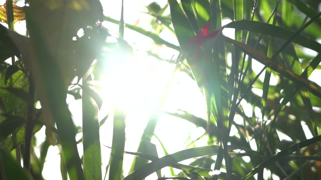 숲 속 의 잎 들 이 가까이 서 있고, 잎자루 사이 에  ⁇ 빛 이 밝게 빛나고 있다