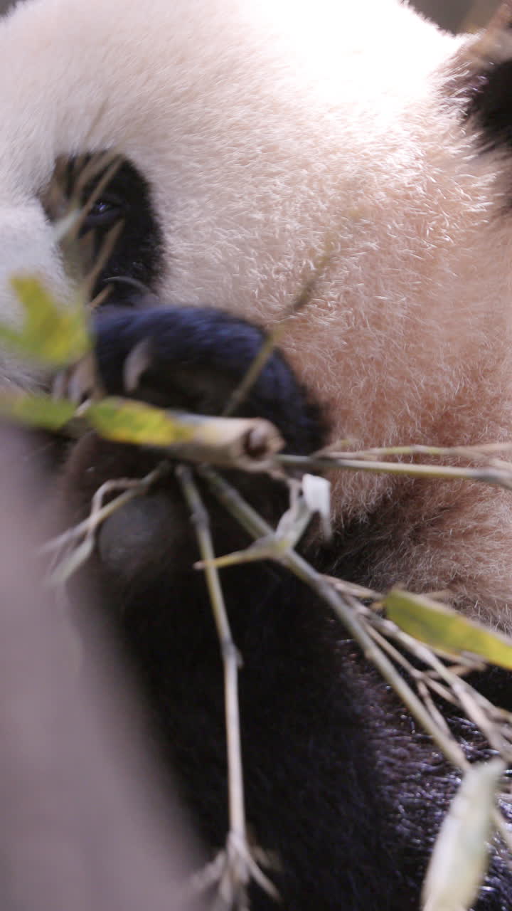 A close up of a panda eating in vertical