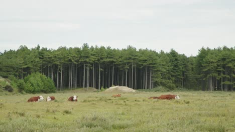 Rebaño-De-Vacas-Salvajes-Descansando-En-La-Reserva-Natural