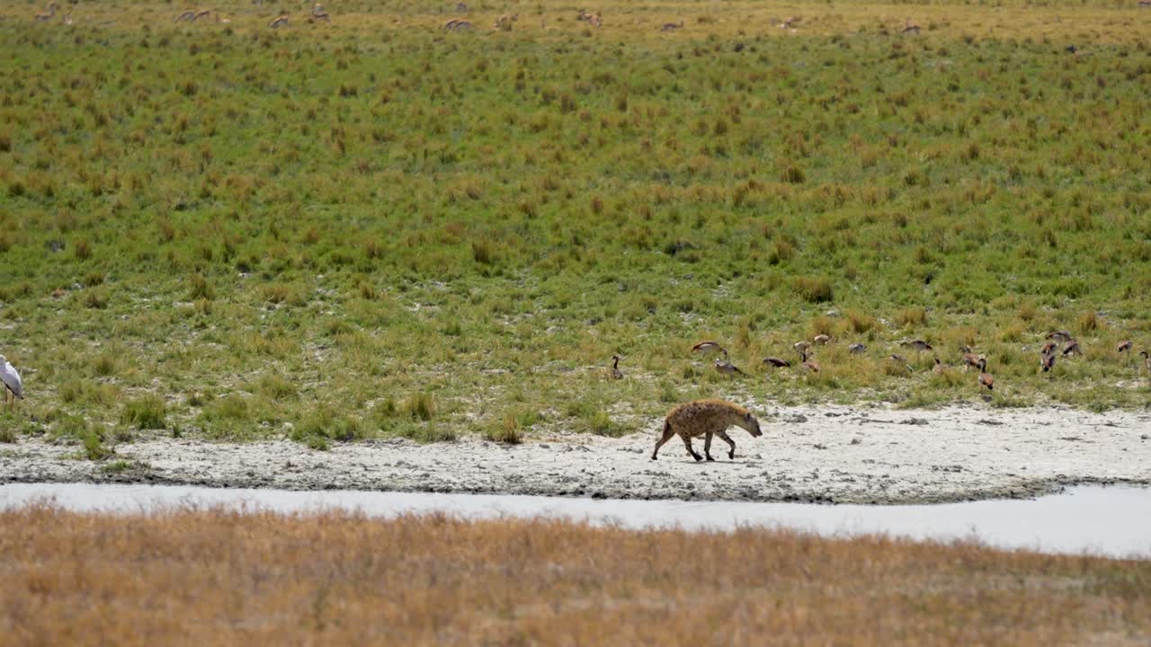 hiena caminando en el lago del cráter de ngorongoro tanzania áfrica con cigüeñas en humedales, tiro amplio a la derecha