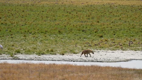 Hyäne-Zu-Fuß-Am-Ngorongoro-Kratersee-Tansania-Afrika-Mit-Störchen-Auf-Feuchtgebieten,-Weite-Pfanne-Rechts-Erschossen