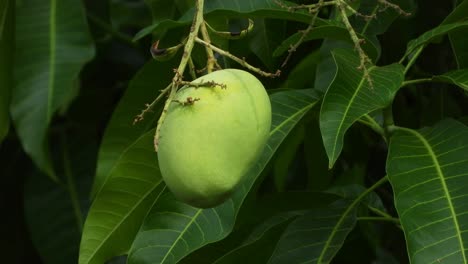 beautiful mango - food