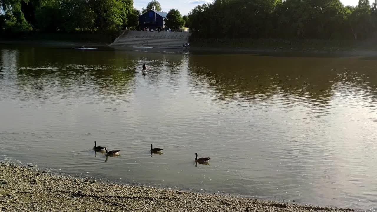Fiume Tamigi durante un tardo pomeriggio estivo. La marea è bassa e ci sono un paio di canottieri nell'acqua e alcune oche che galleggiano vicino alla sabbia. Alcune oche poi volano via e si vedono atterrare