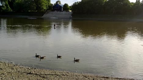 river thames during a summer late afternoon. the tide is low and there are a couple of rowers in the water and some geese  floating next to the sand. some geese then fly past and are seen landing.