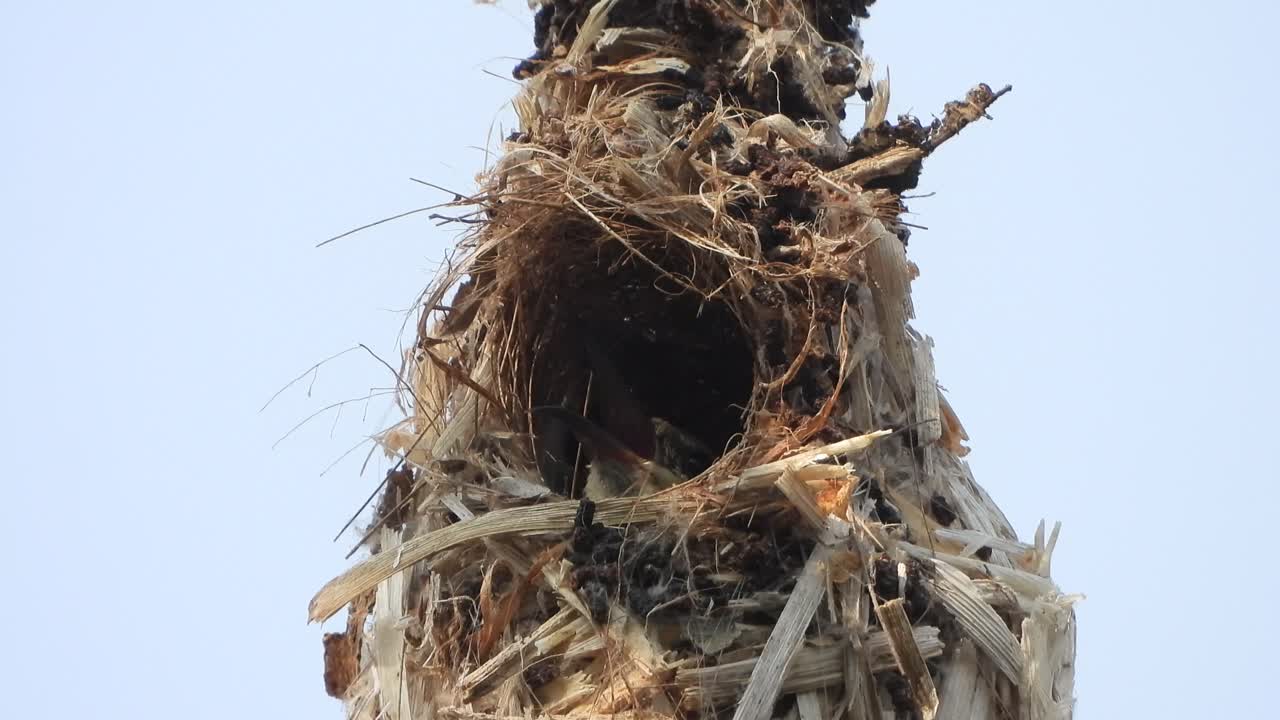 Hummingbird in nest . eyes 