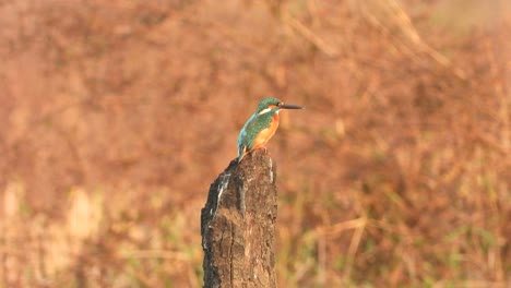 Kingfisher-in-pond-area-.