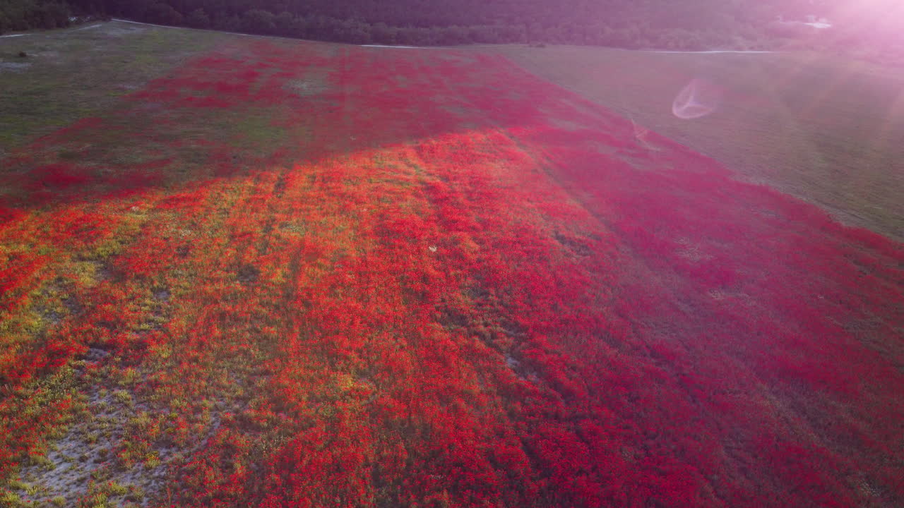 레드 포피 필드 공중 사진