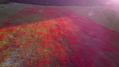 red poppy field aerial view