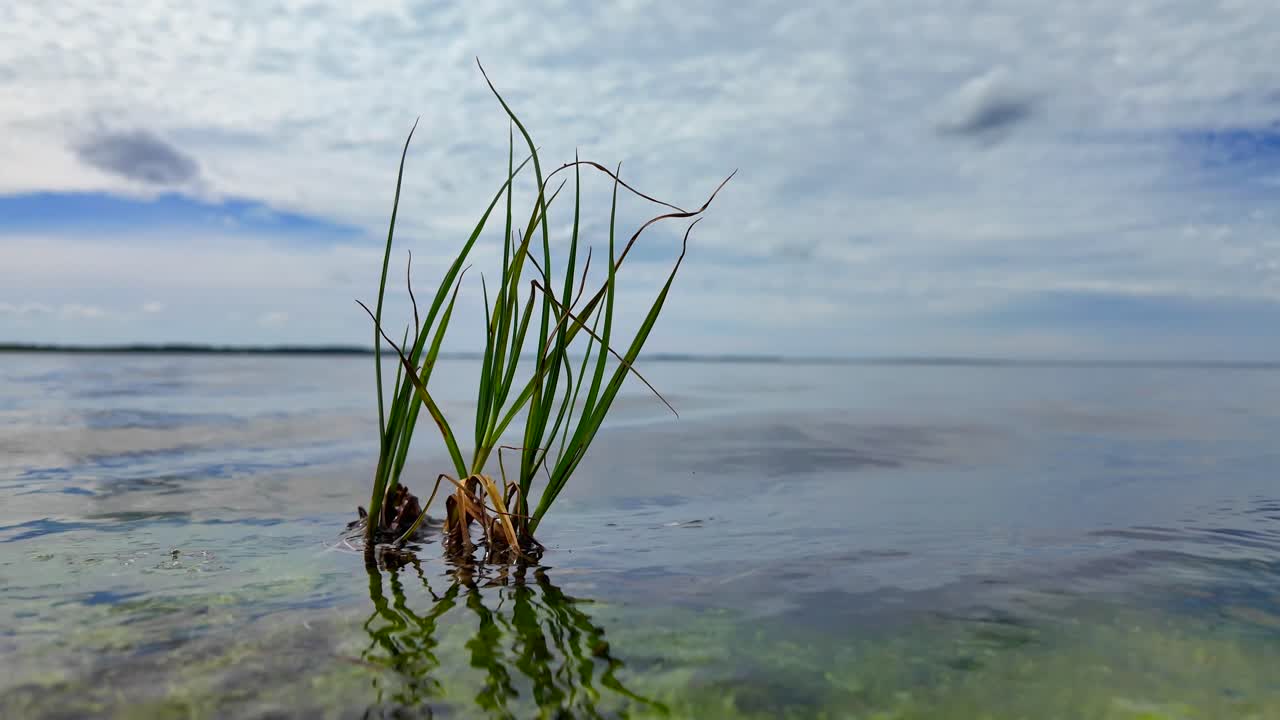 은 날 바람과 물 위의 파도와 함께 바다 풀