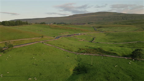 establishing drone shot over yorkshire dales fields of sheep with whernside in background