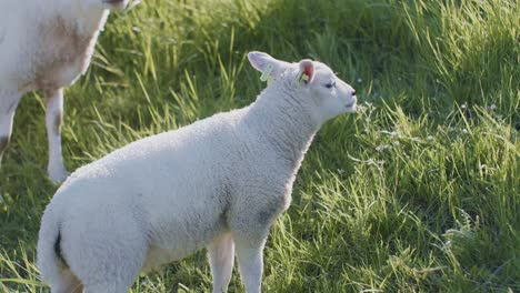 Lindo-Animal-Oveja-Muñeca-Cordero-Ganado-Pastando-En-El-Campo-De-Pasto-Hierba-A-La-Luz-Del-Día-Día-Soleado