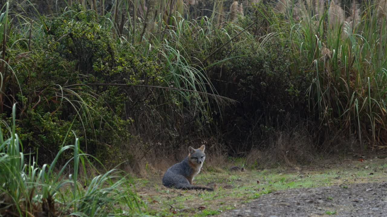 Black Fox standing scratching itch tall grass Redwoods Forest Sinkyone Wilderness Mendocino Lost Coast Trail Northern California Jones USAL Beach Campground untouched deep forest static close up