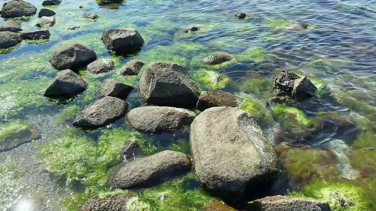 Klipper og grønne alger synlige i lavt vand langs kystlinjen på en lys dag nær en kyst.