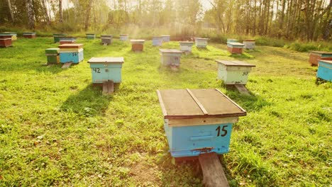 beehives in a meadow