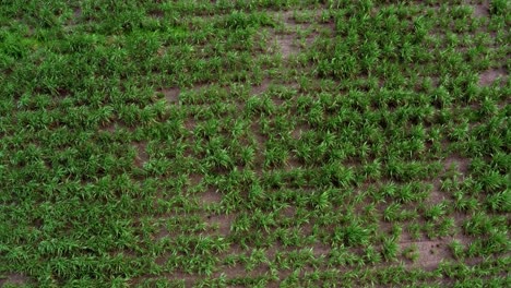 Aerial-drone-birds-eye-top-view-shot-passing-over-a-large-field-of-tropical-green-sugar-cane-growing-in-the-state-of-Rio-Grande-do-Norte,-Brazil