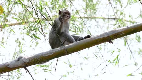 the long-tailed macaques are the easiest monkeys to find in thailand as they are present at temple complexes, national parks, and even villages and cities