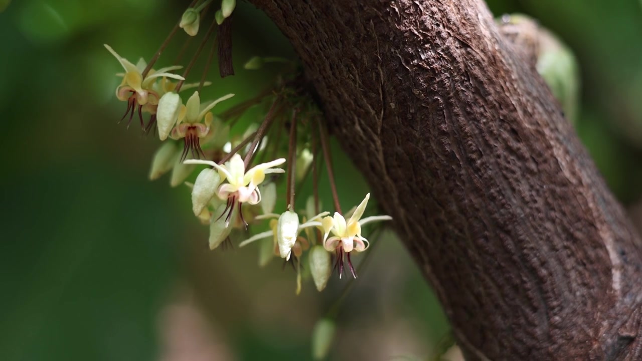 Fasi iniziali di vita della pianta di cacao; dalla fioritura al baccello: l'evoluzione.