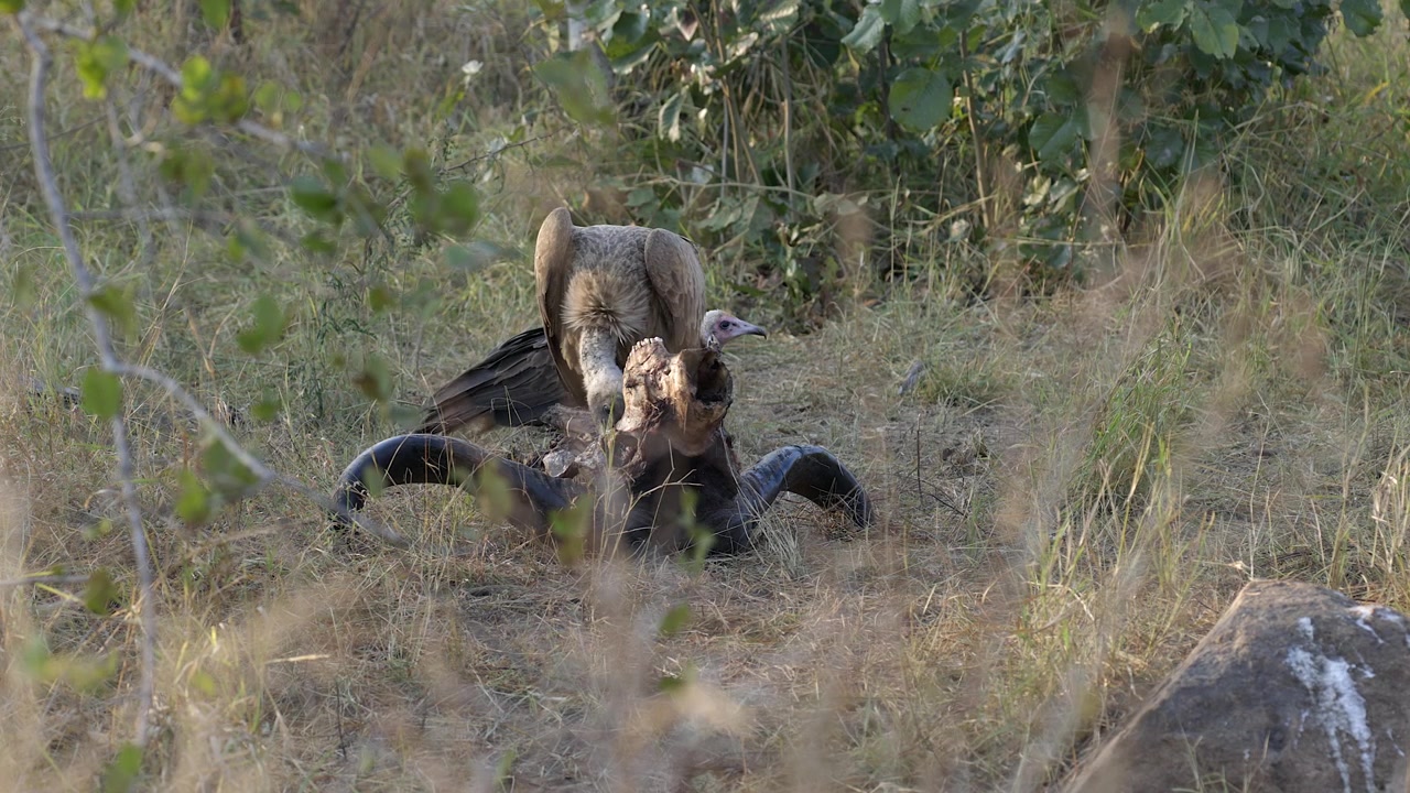 Due diversi avvoltoi si nutrono di un teschio di bufalo cafro nel Parco Nazionale Kruger.