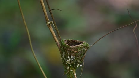 Black-naped-Blue-Flycatcher,-Hypothymis-azurea,-Thailand