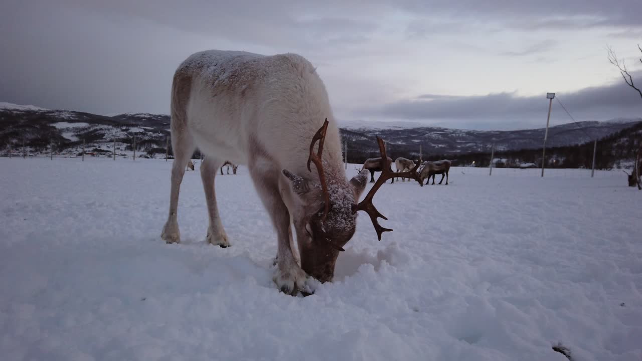 Herd of reindeers looking for food in snow, Tromso region, Northern Norway