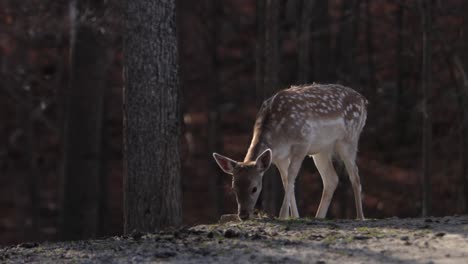 gamo pastando en el borde del bosque barranco paralax movimiento de cámara rodante