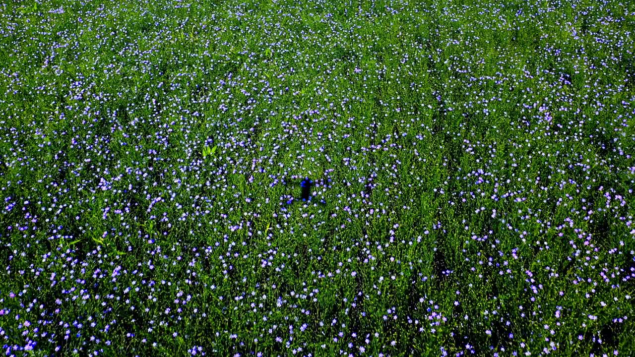 Flax Field
