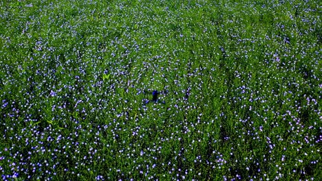 flax field