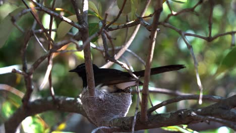 female willie wagtail, rhipidura leucophrys brooding and incubating its offsprings in the nest on a tree branch during breeding season, birdwatching in boondall wetlands environment, close up shot