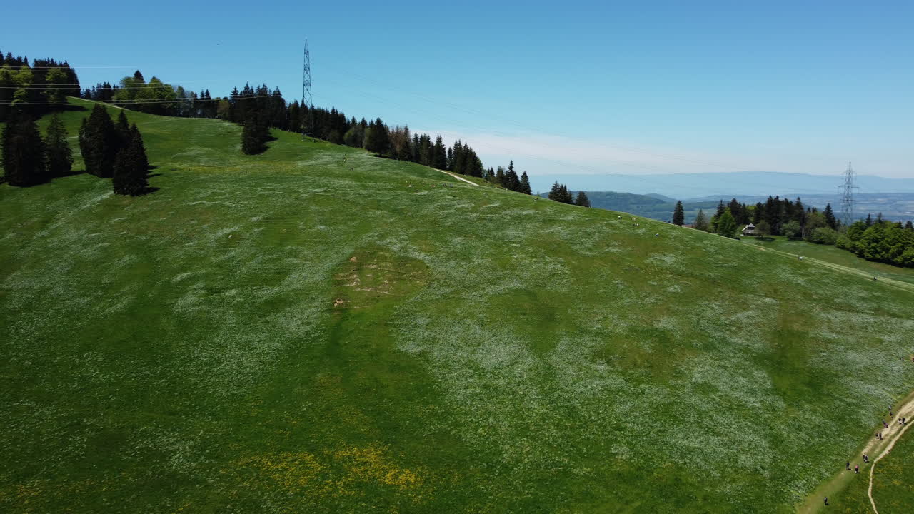 스위스의 les pleiades 경사면에 피는 아름다운 하얀 수선화의 공중 전망