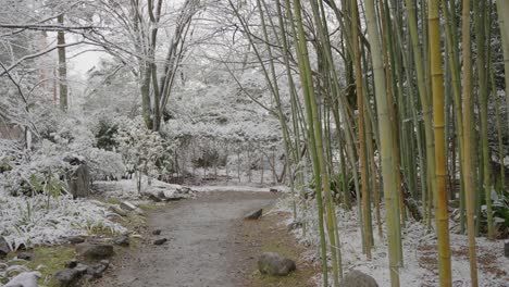 snow in park with bamboo stalks in japanese garden winter scene