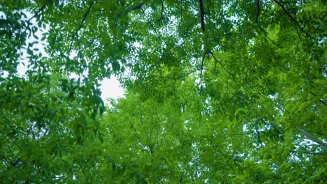 city walk under green trees during sunrise camera traveling with public lamp