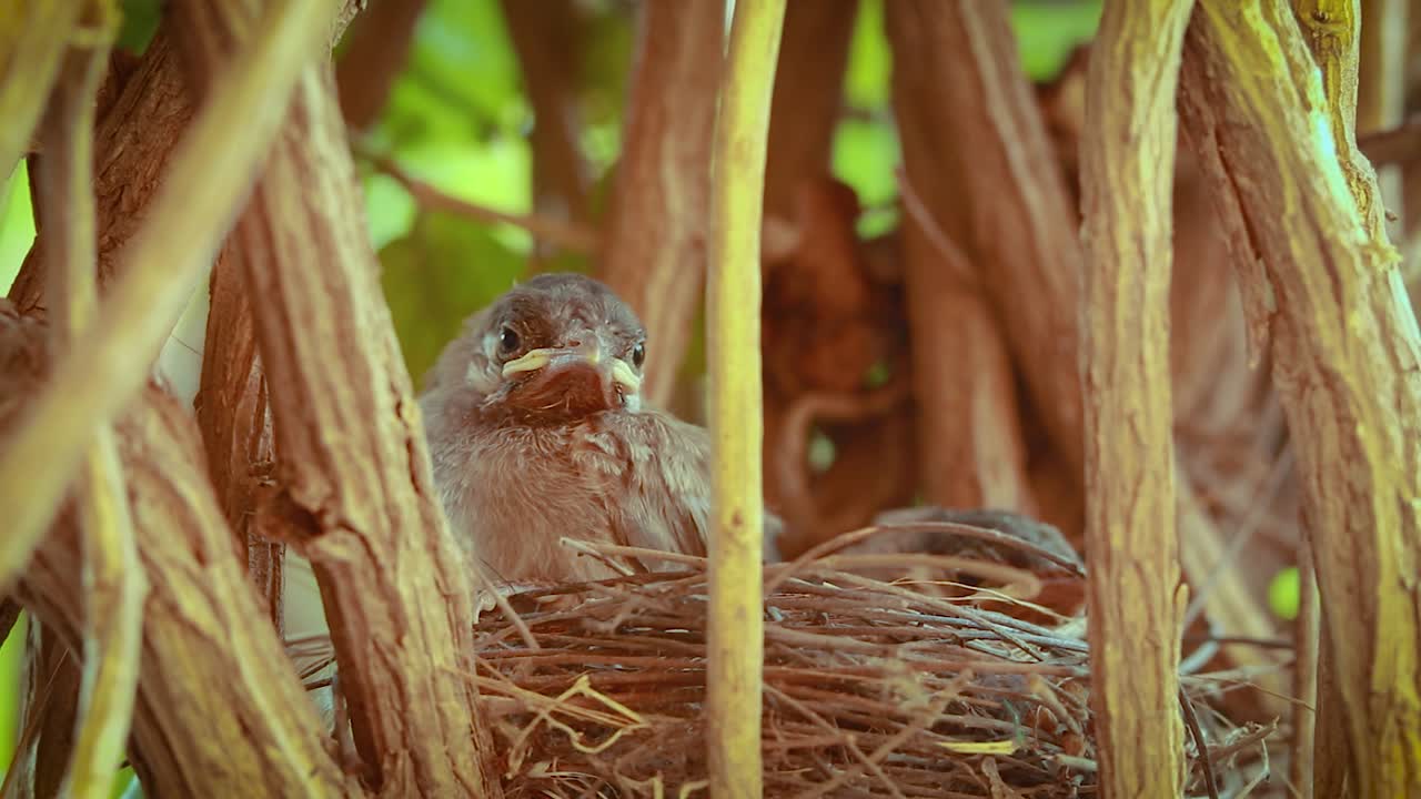 junge Küken, die tagsüber aus einem flachen Winkel im Nest ruhen