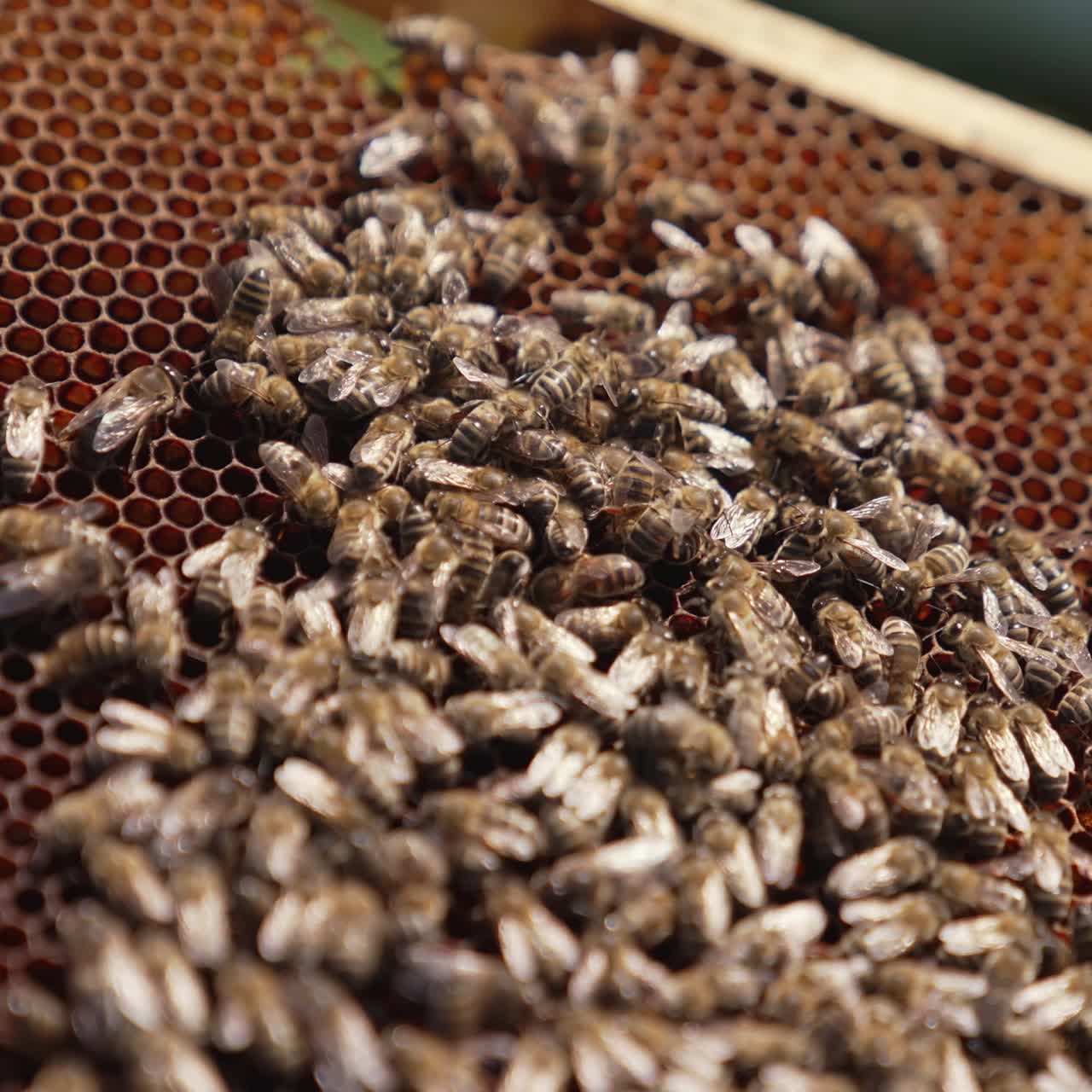 Frame with honey bees. Bees working on honeycomb. Many bees crawling on a frame carrying nectar to make honey. Close-up