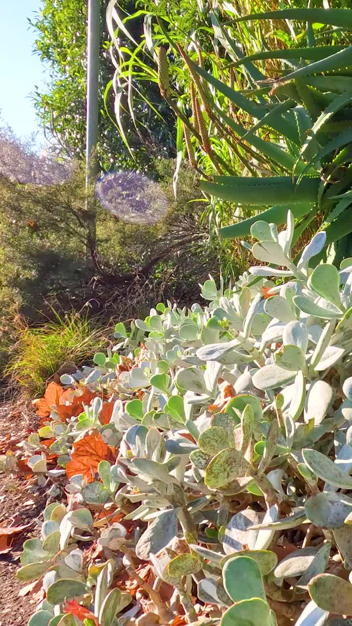 cactus exuberantes y plantas suculentas prosperando en un jardín al aire libre soleado