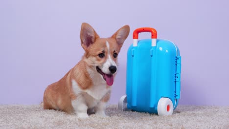 el lindo welsh corgi pembroke o cachorro de cardigan se sienta cerca de una maleta pequeña, con cosas para viajar. viajar con mascota.