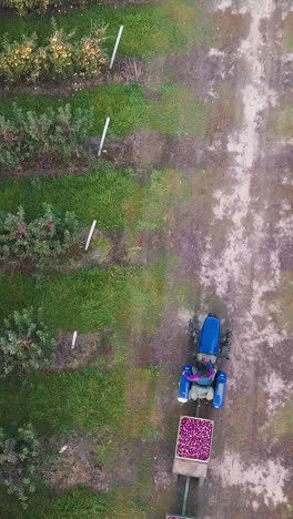 a tractor with trailers from apples is riding along the road with an apple orchard on two sides in the summer in the field. vertical video