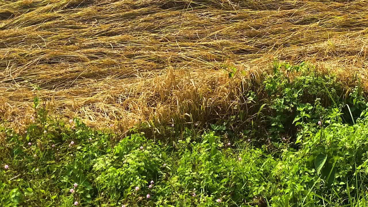 Golden paddy field and wildflowers growth after heavy storm and wind in Bangladesh South Asia