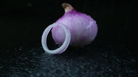 cebolla roja cruda y un solo anillo siendo rociado con agua contra un fondo negro