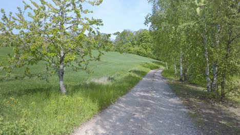 birch with green leaves in spring in the field